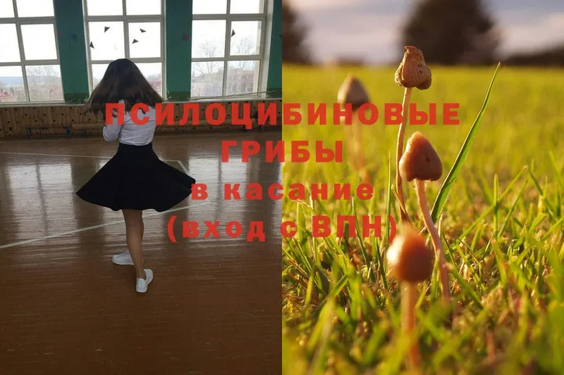 Псилоцибиновые грибы Psilocybe  Буйнакск 